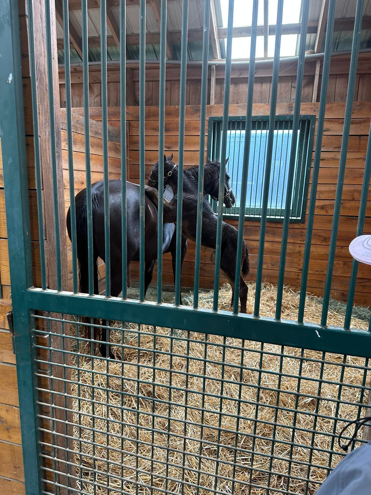A couple of horses are standing in a fenced in area.