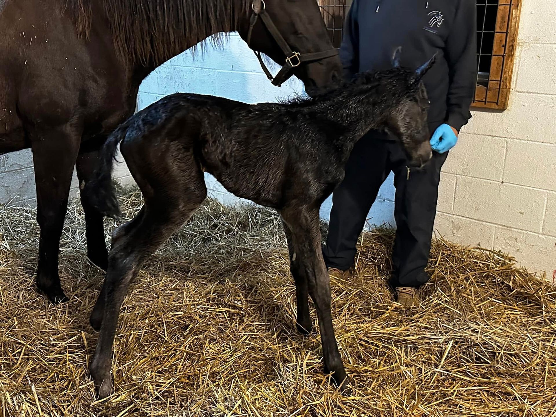A small black foal is standing next to a large black horse.