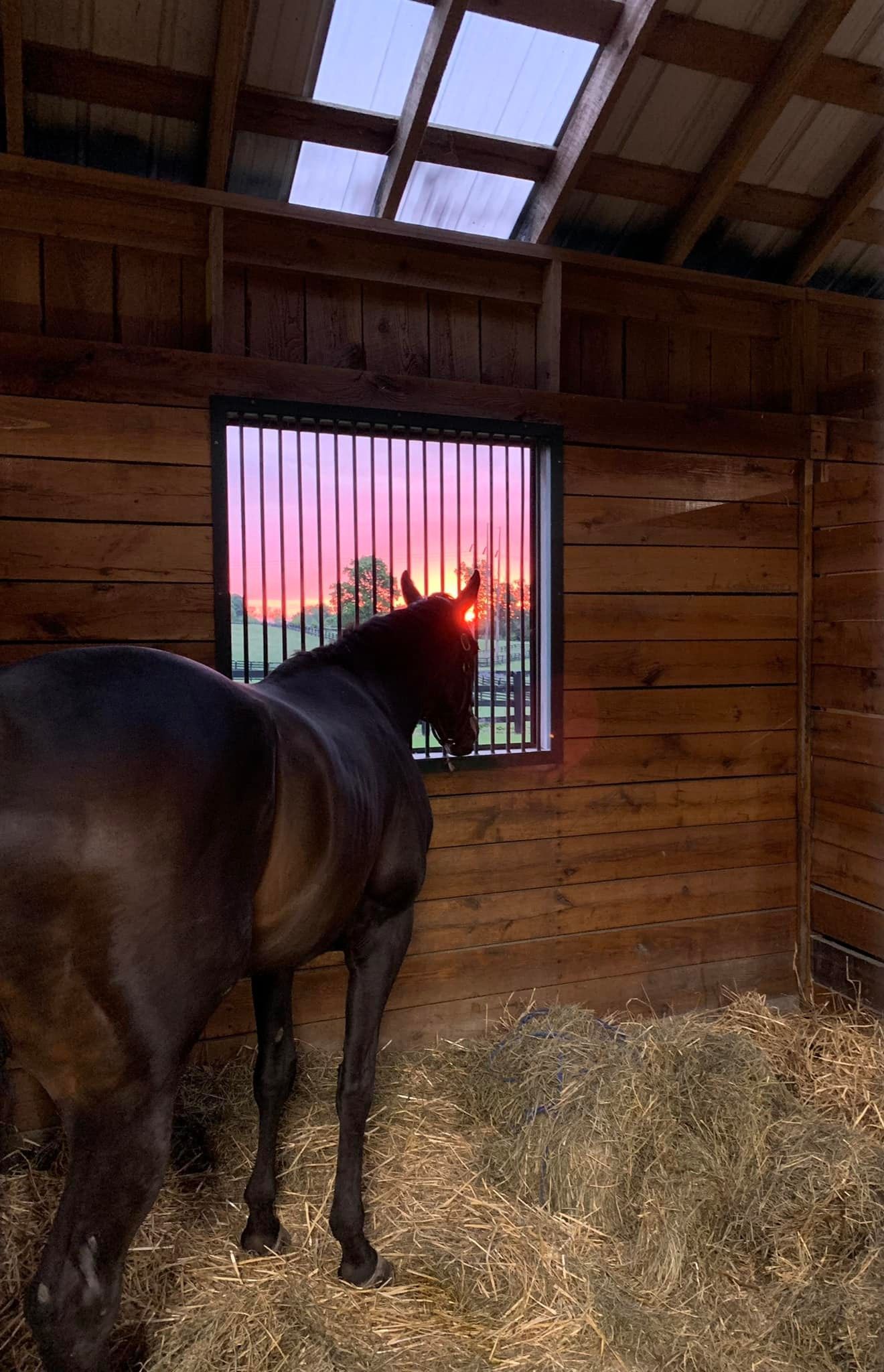 A horse is standing in a stable looking out of a window at sunset.