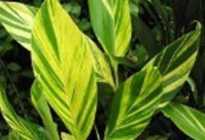 Variegated Shell Ginger - Tropical Bushes in St Petersburg, FL