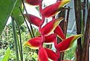 Lobster Claw Heliconia - Tropical Bushes in St Petersburg, FL