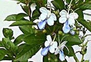 Blue Butterfly Clerodendrum - Tropical Bushes in St Petersburg, FL