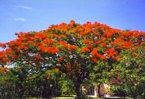 Royal Poinciana Tree - Tropical Bushes in St Petersburg, FL