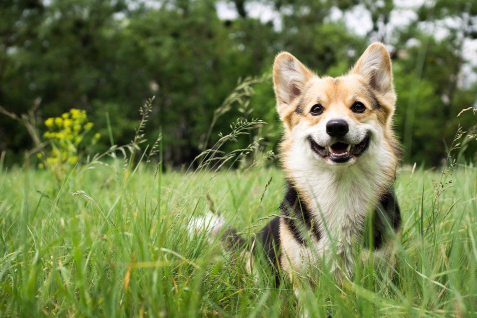 hppy and active purebred welsh corgi dog outdoor in the grass