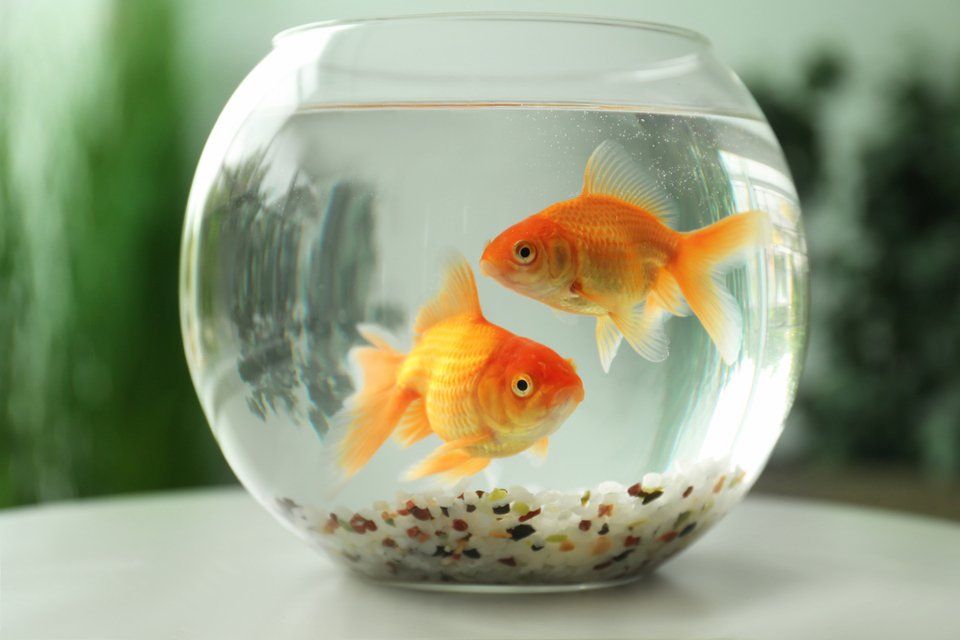 small goldfishes in glass aquarium on table