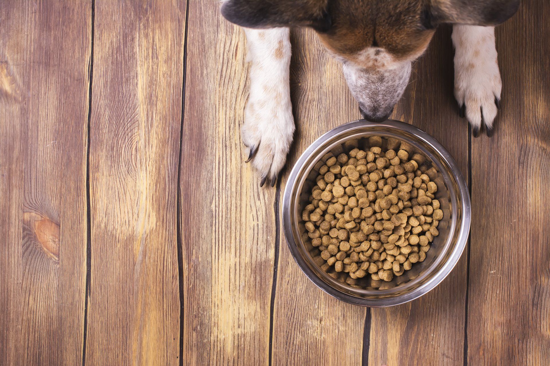 Local Pet Supplies and Pet Shop, Parkes New South Wales