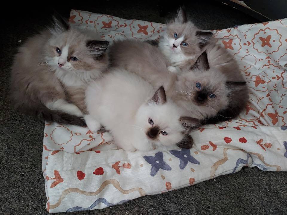 Pet Food & Animal Dedicated Specialists in Parkes, NSW