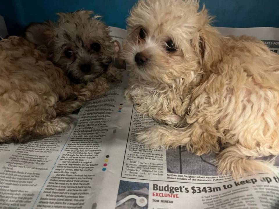 Pet Food & Animal Dedicated Specialists in Parkes, NSW