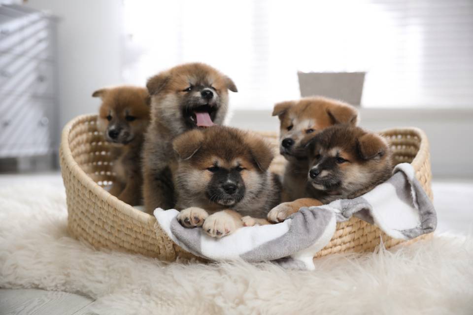 cute little puppies in basket