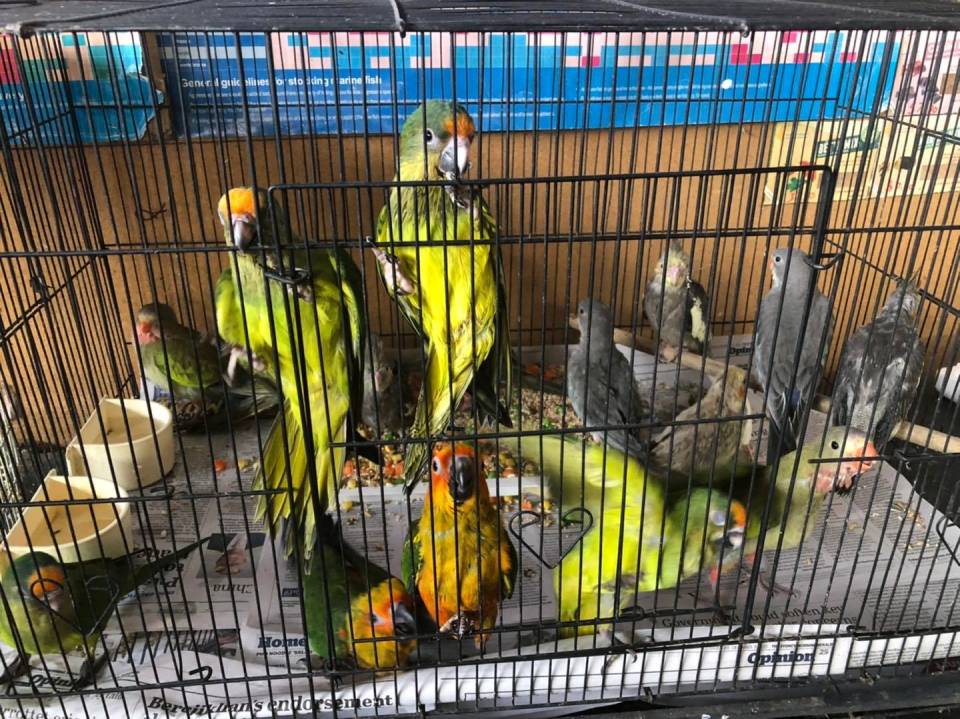 colorful parrots in a cage