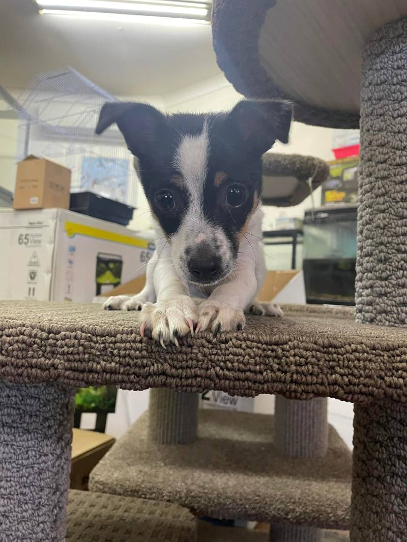 Pet Food & Animal Dedicated Specialists in Parkes, NSW