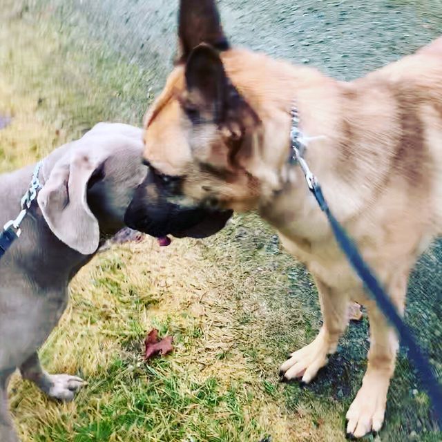 Do Dogs Hold Grudges