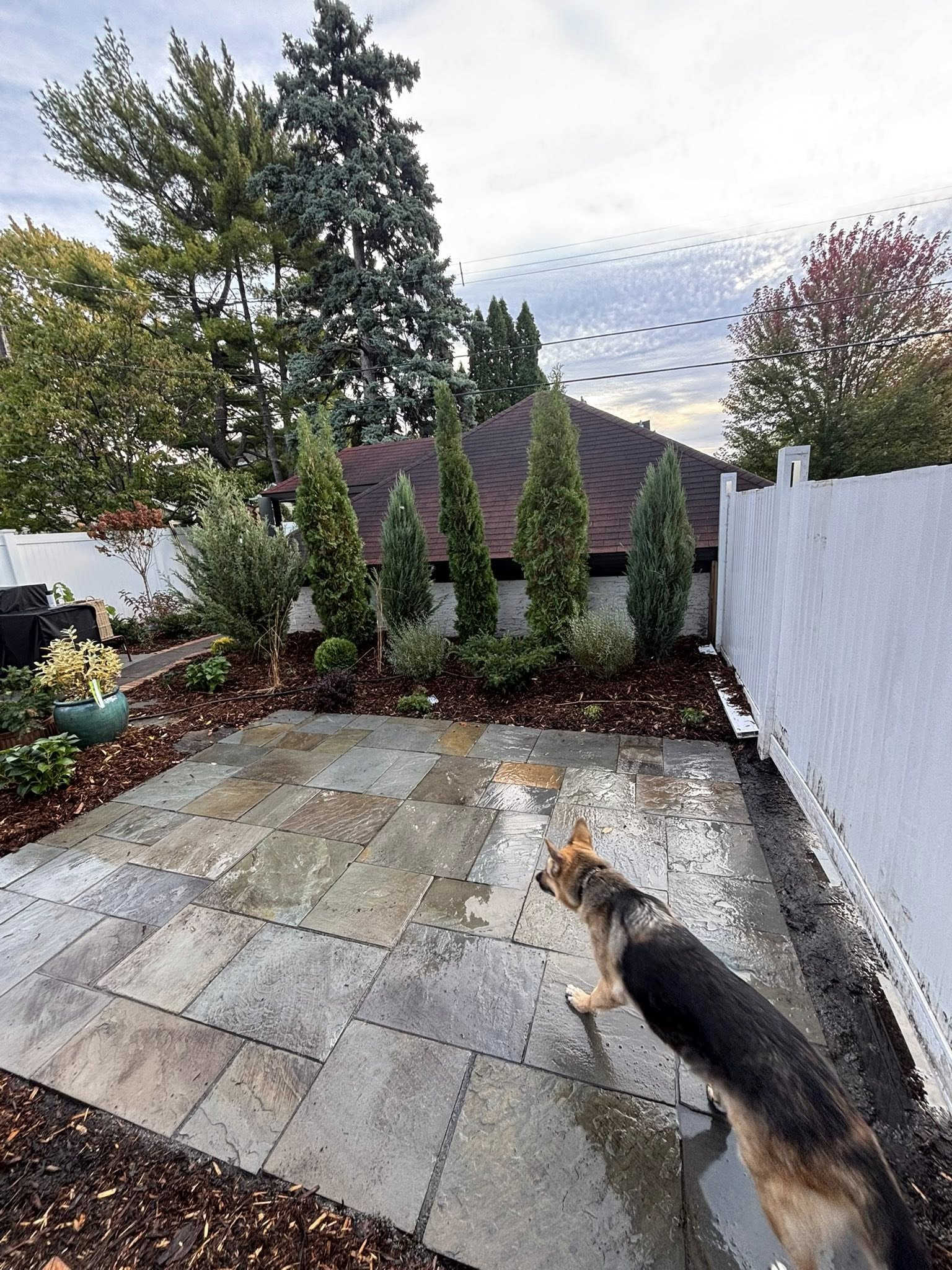 Dog in backyard with stone patio, trees, and white fence.