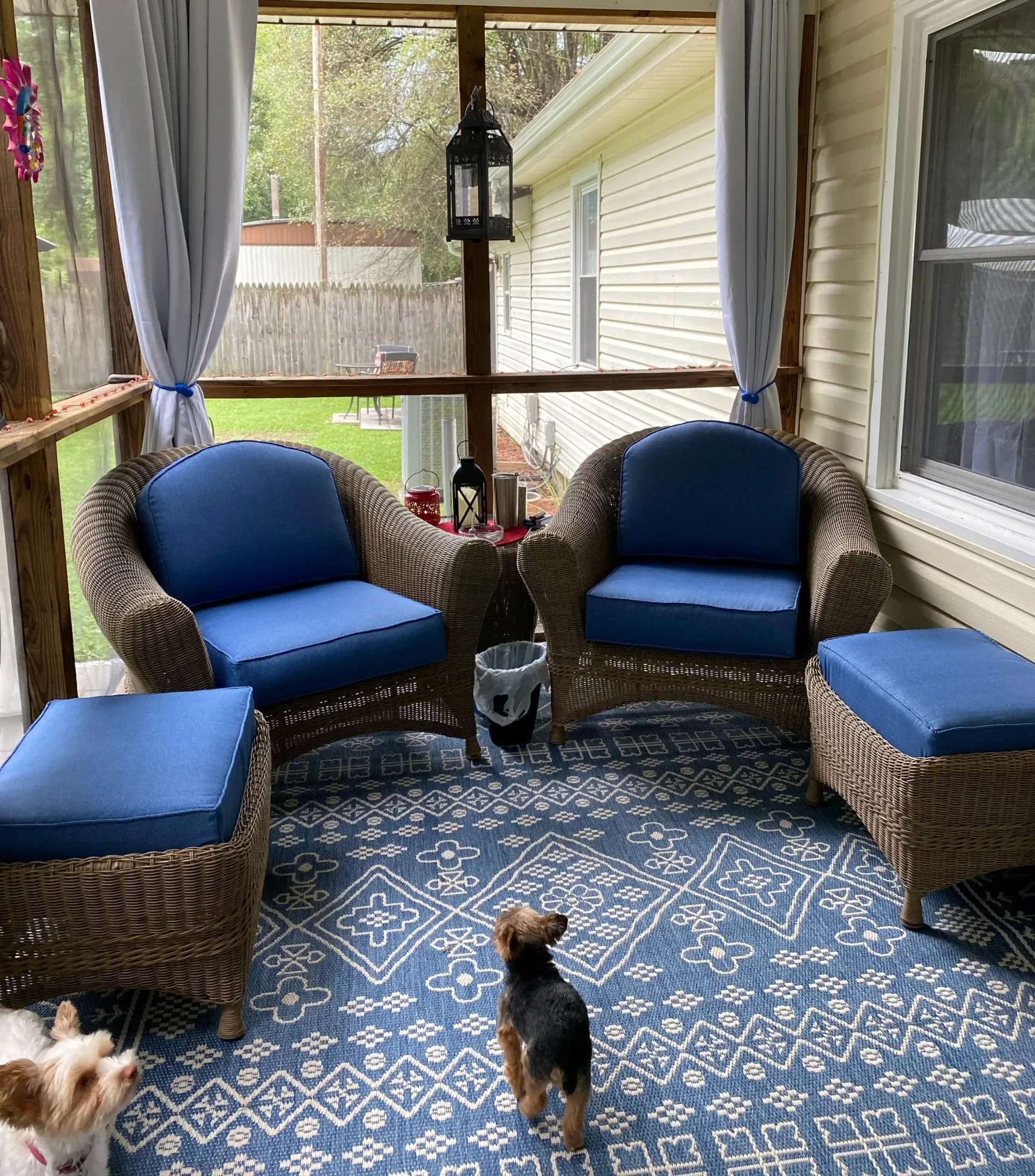 A dog is standing on a screened in porch with chairs and ottomans.