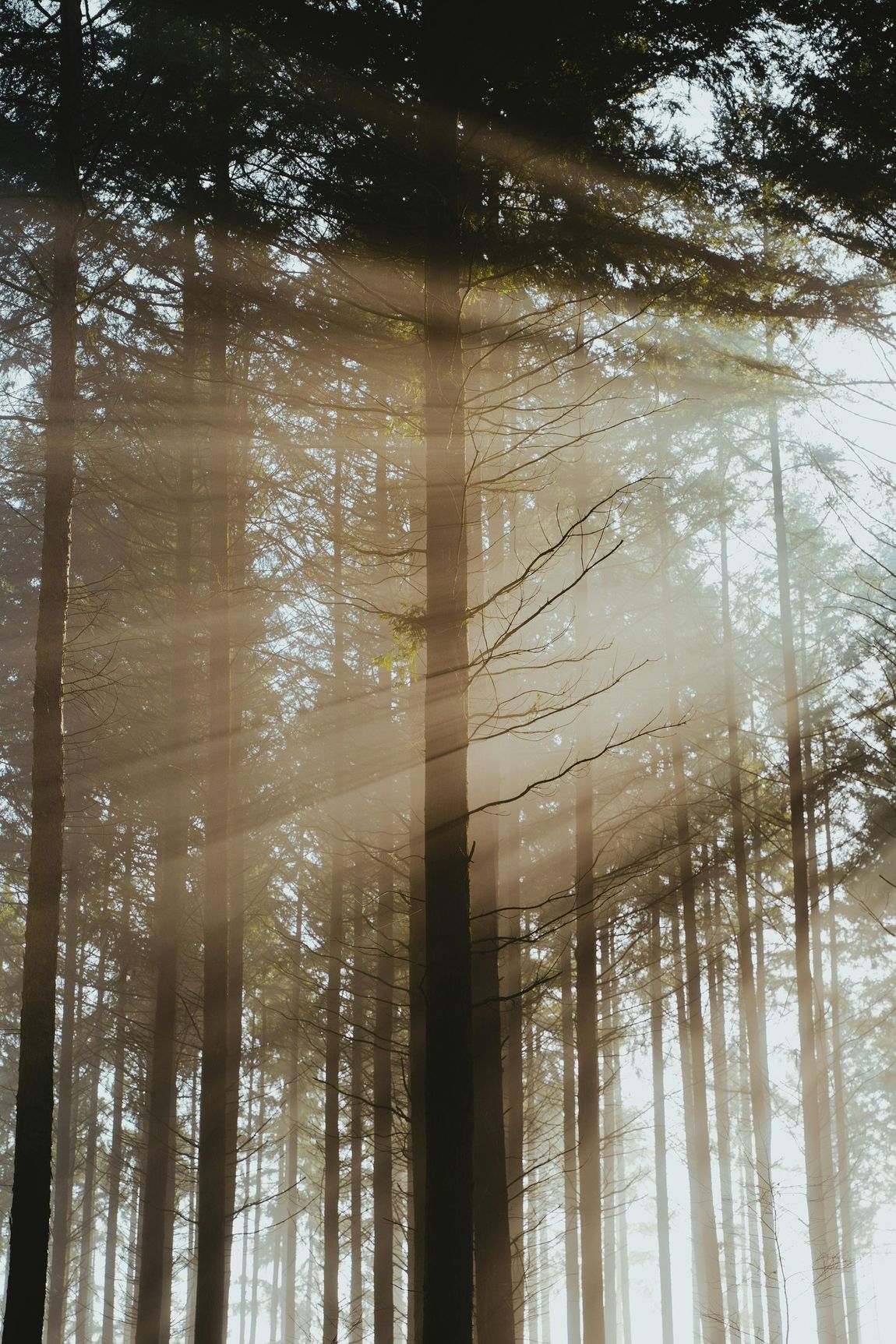 The sun is shining through the trees in the forest