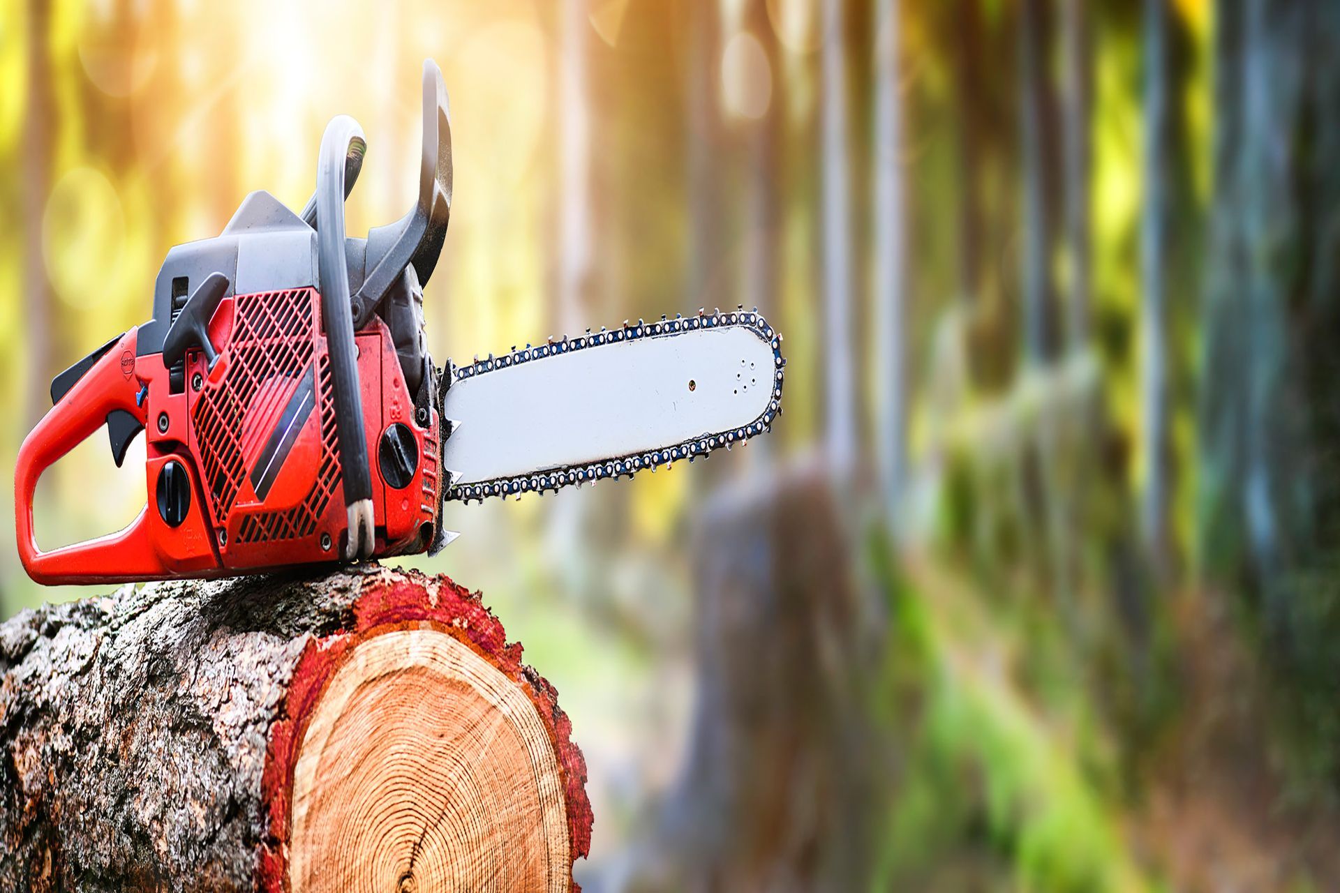 Tree Chainsaw | Gold Coast, QLD | Jackson’s Tree Service