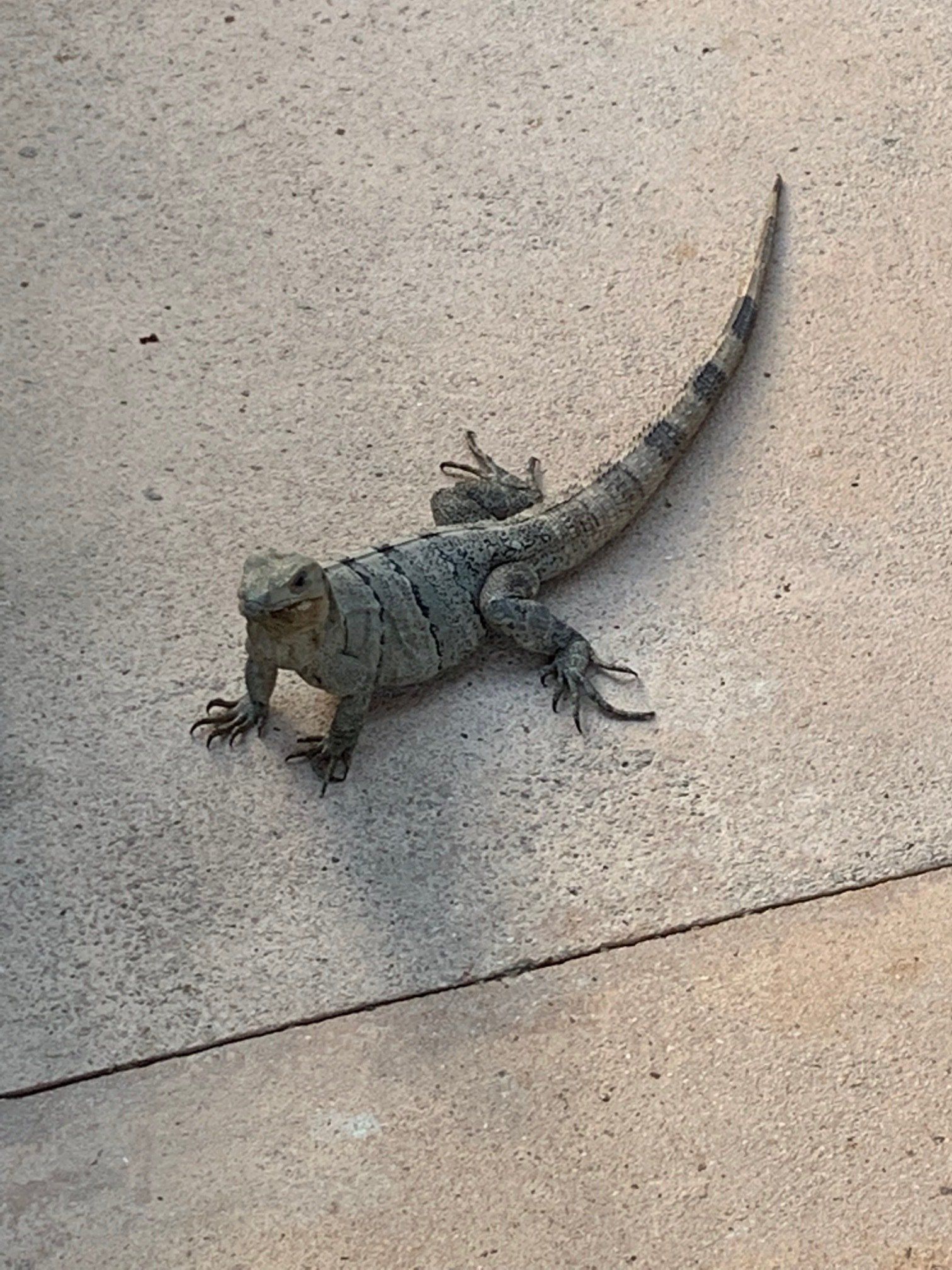 Iguana — Clarksburg, WV — Clarksburg Travel Service