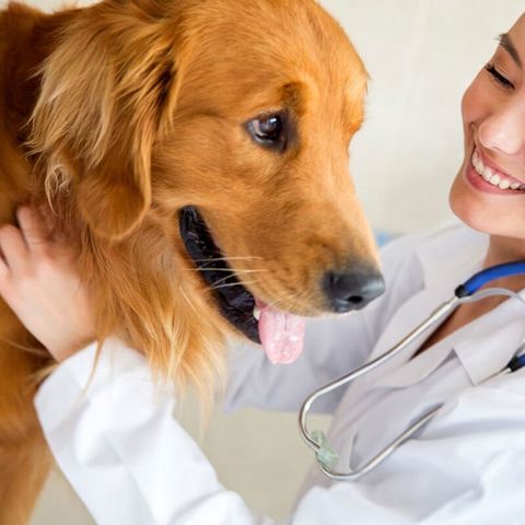 veterinário 1