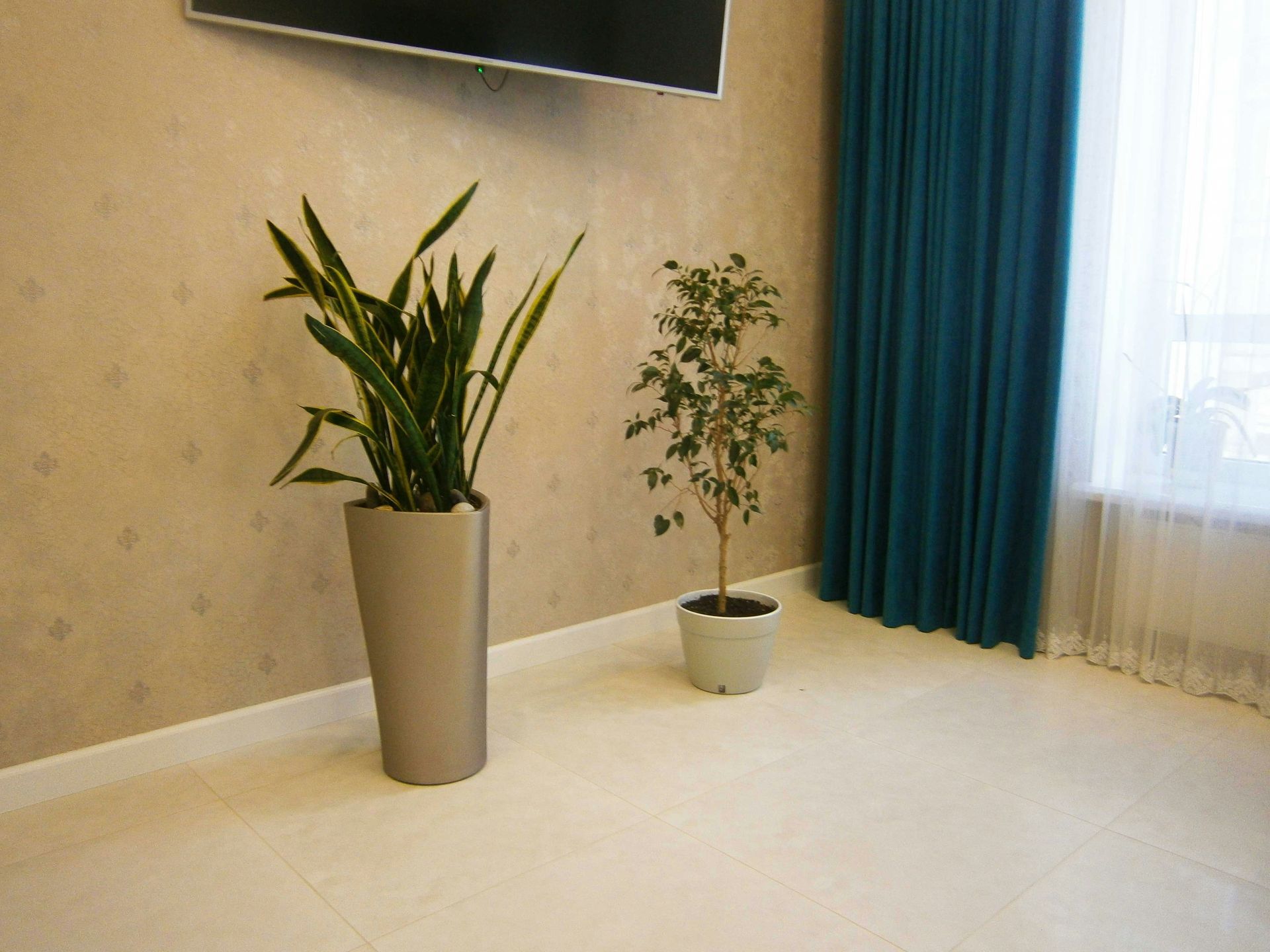 Room interior with two potted plants: a tall snake plant and a small ficus, teal curtains, and beige walls.