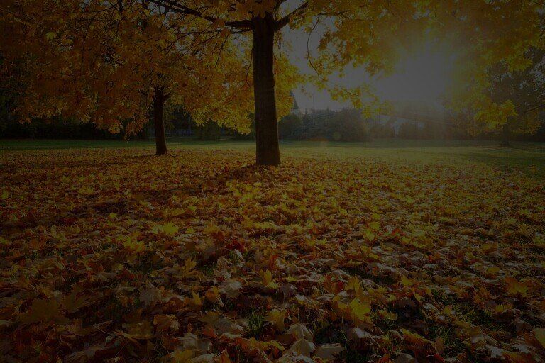 Sunlight filters through golden autumn leaves on trees above a field carpeted with fallen yellow and brown foliage.