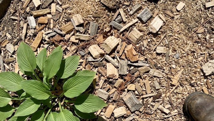 Fresh wood mulch from a ground-up tree stump used as a weed barrier in a beautiful flowerbed.