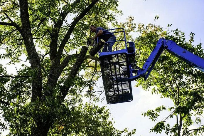 A worker in a blue cherry picker basket uses a chainsaw to cut a branch from a large tree against a bright sky.