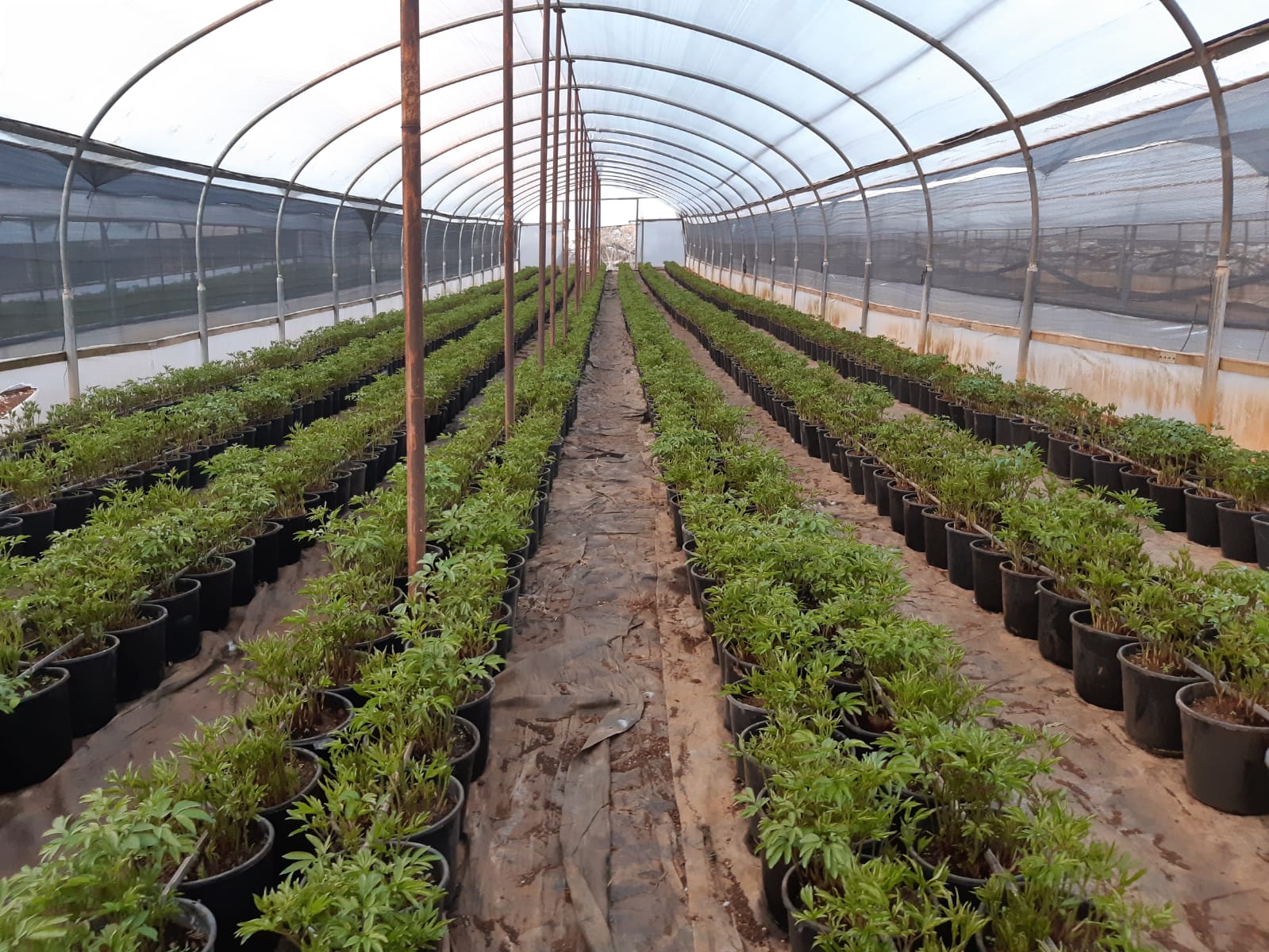 חממה מלאה בצמחים רבים בעציצים