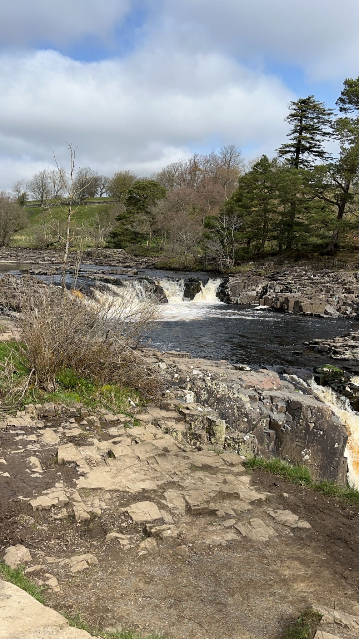 A dog is standing next to a river with a waterfall in the background.