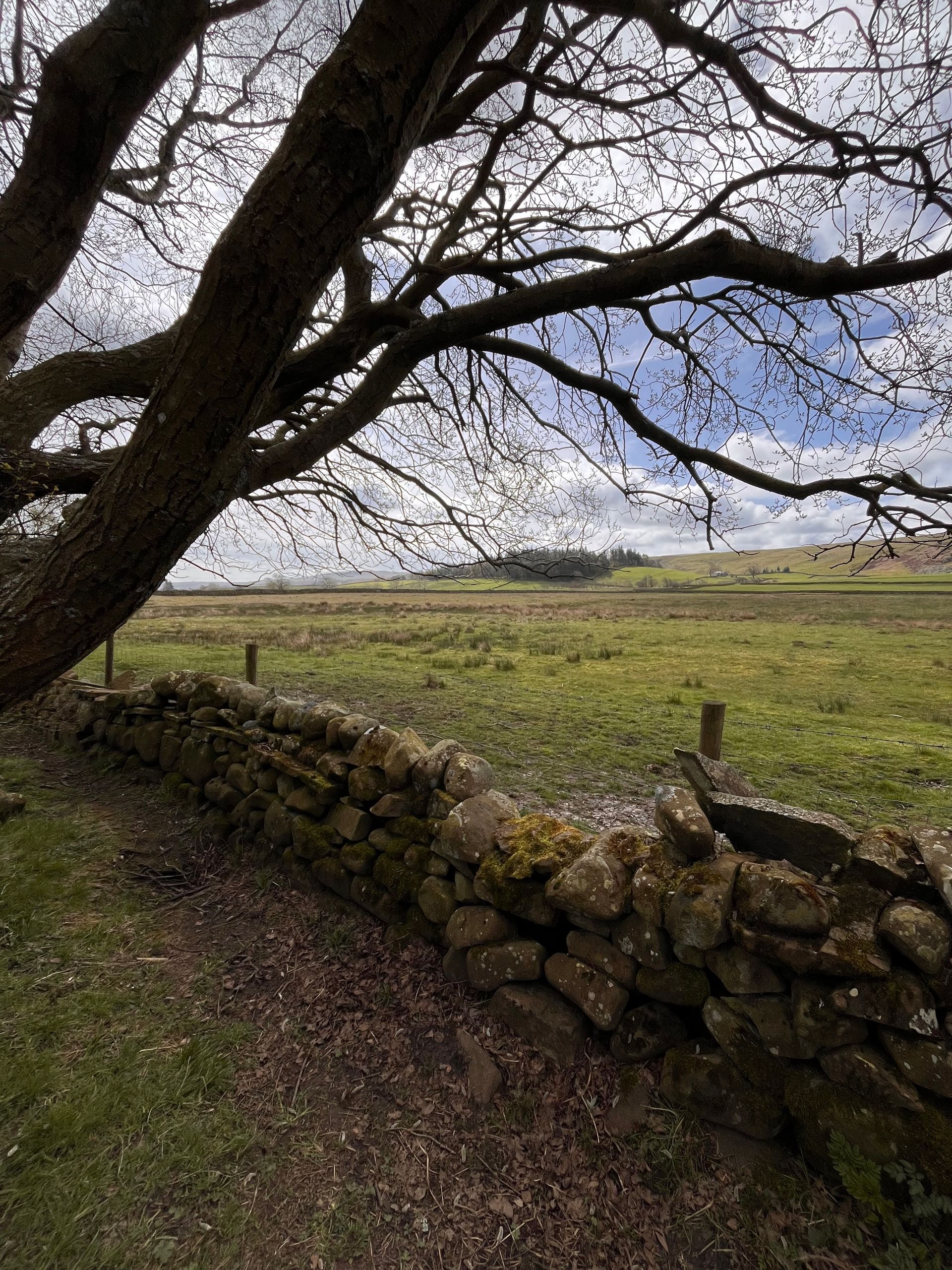 A tree is hanging over a stone wall in a field.