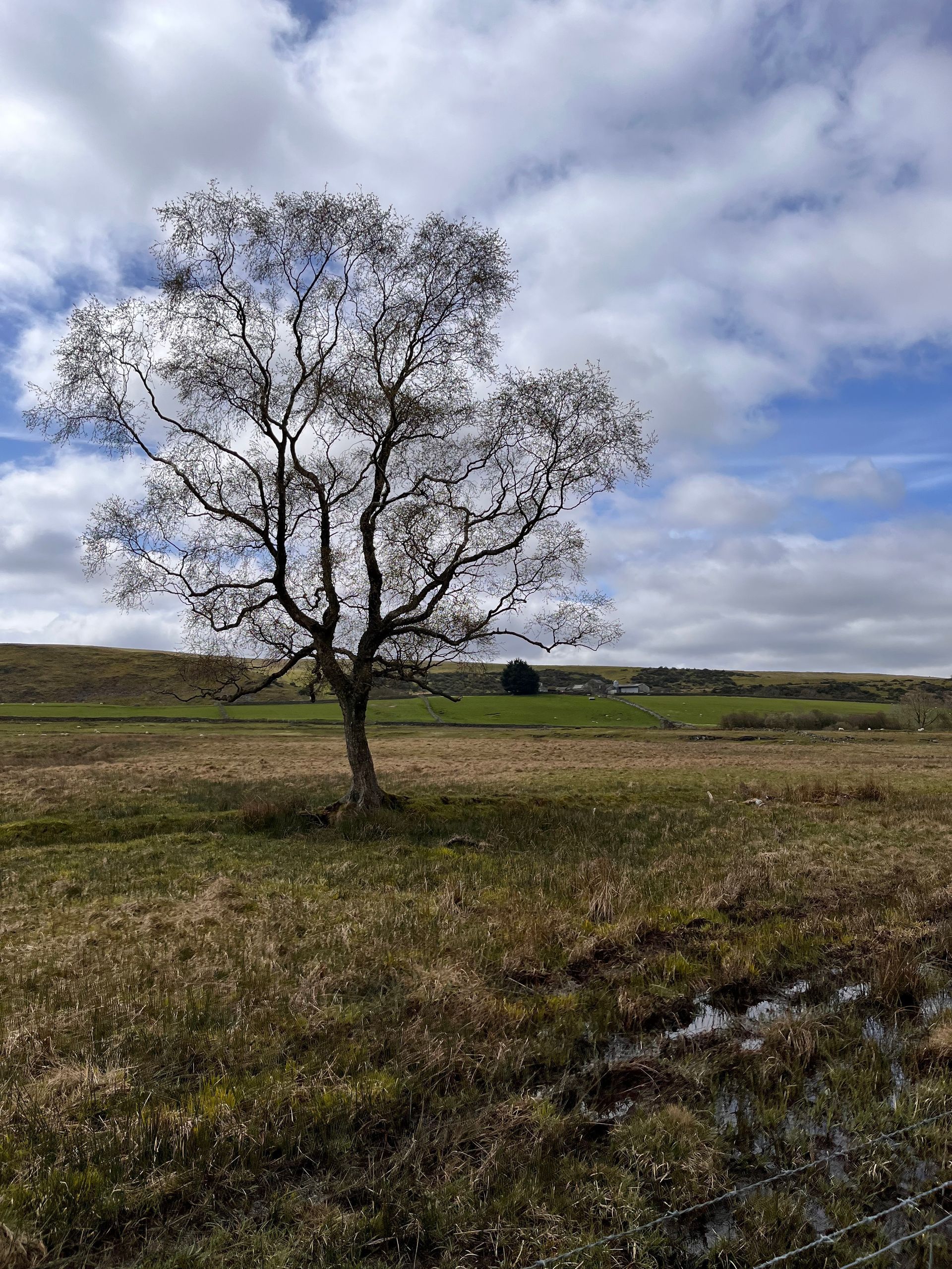 A tree in the middle of a field with a blue sky in the background.