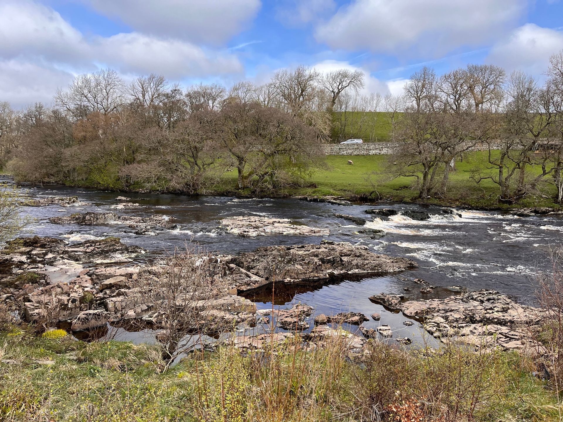 A river flowing through a grassy field with trees in the background.