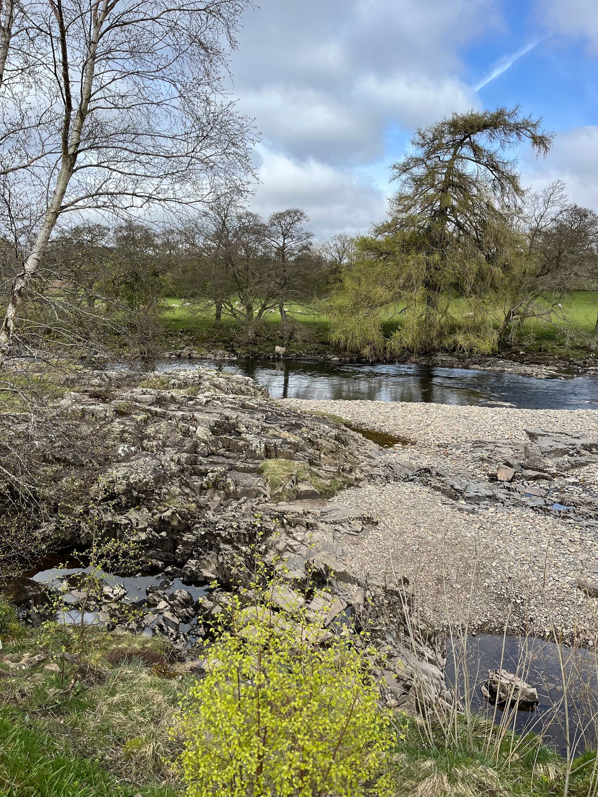 There is a river in the middle of a field with trees in the background.