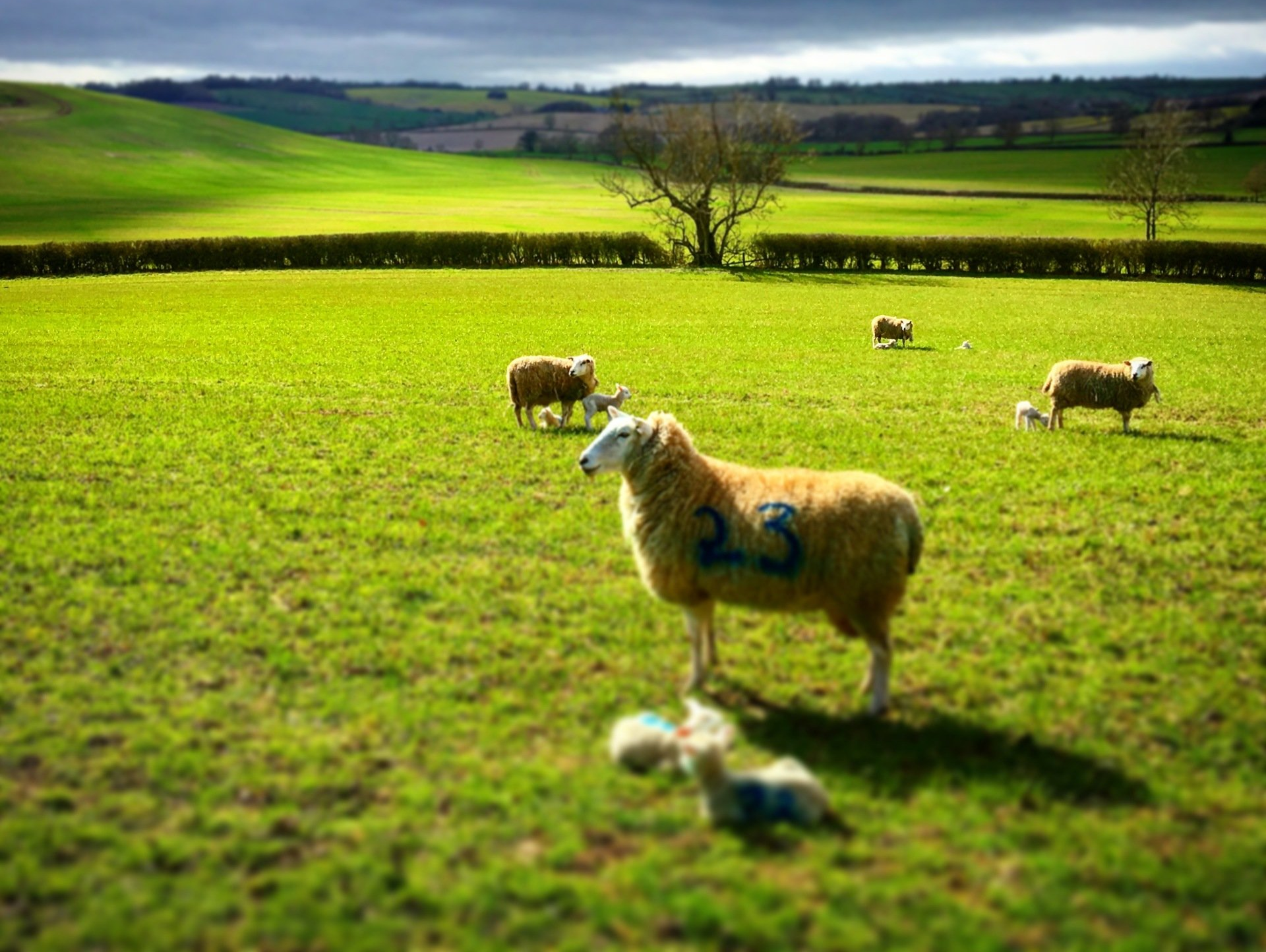 sheep and lambs on a Cotswold farm