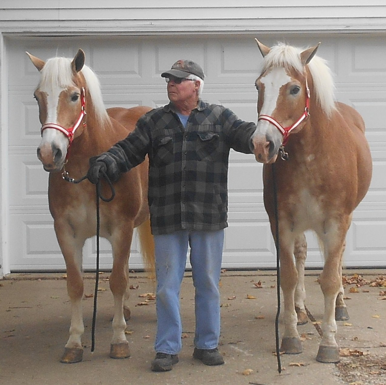 Lady and Lisa Horses — Oakley, CA — Fancy Ferriage by Horse and Carriage