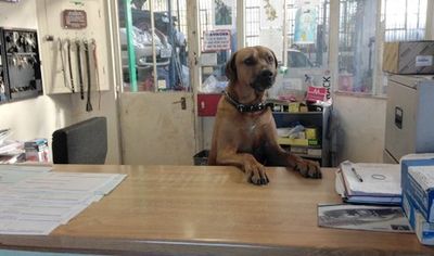 dog sitting in an office 