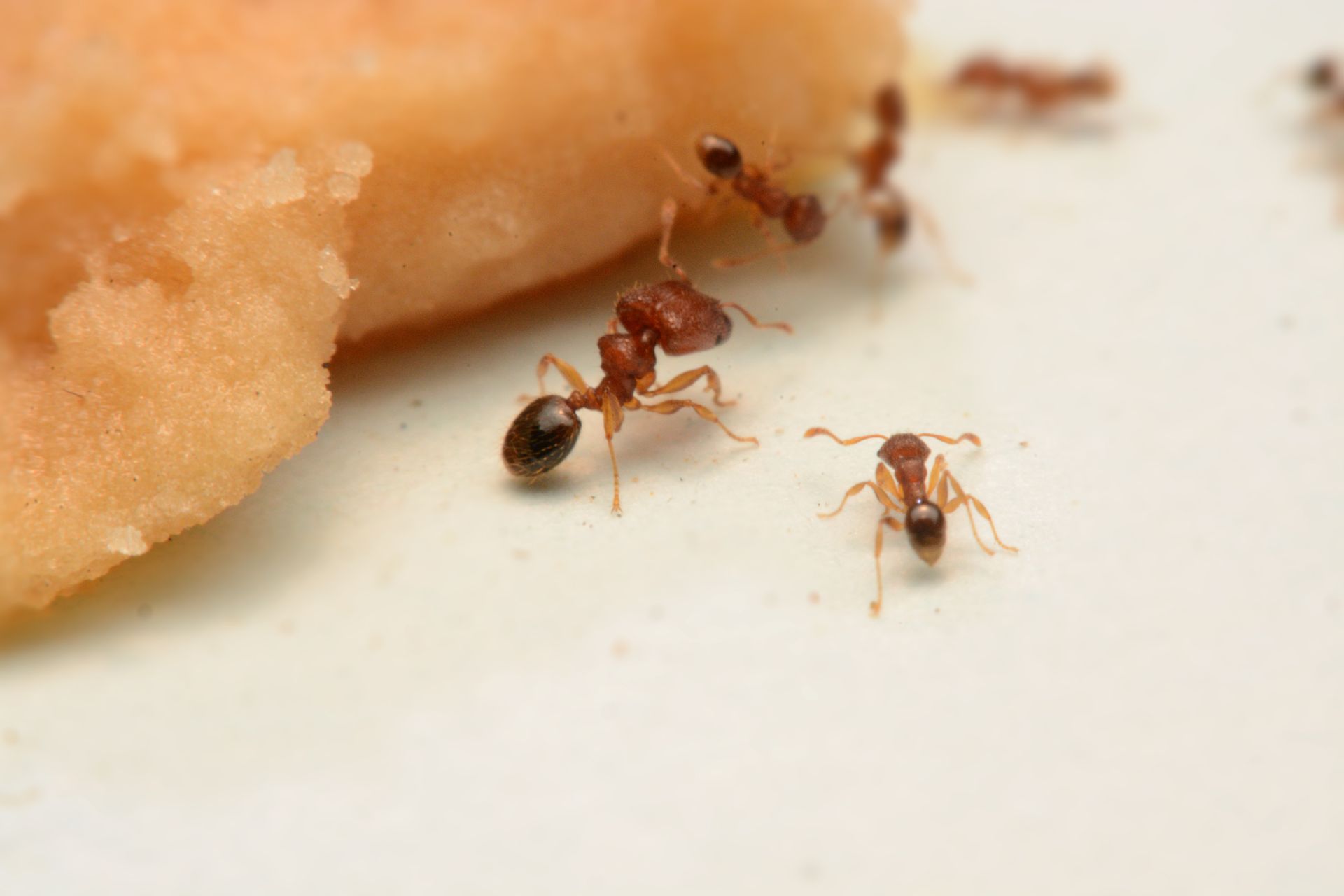 A group of red ants are crawling on a piece of food.