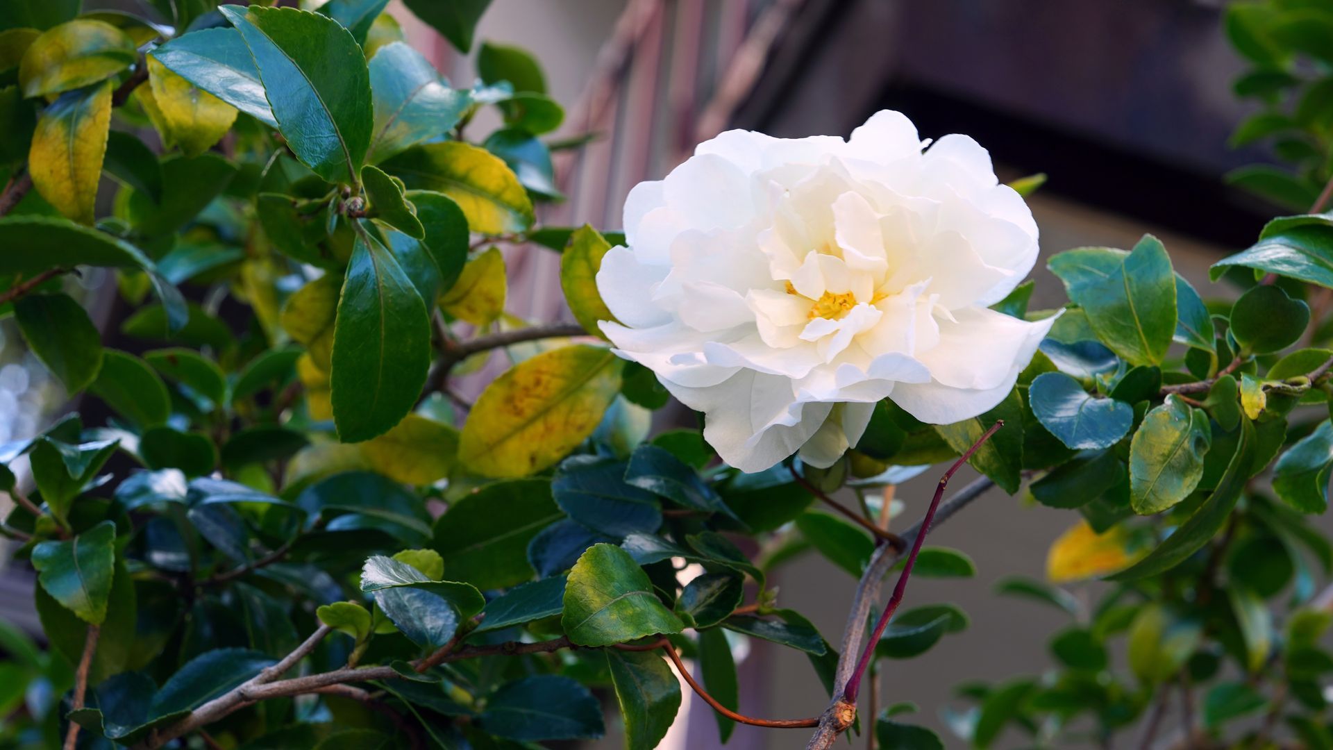 White flower blooming among glossy green leaves in a garden