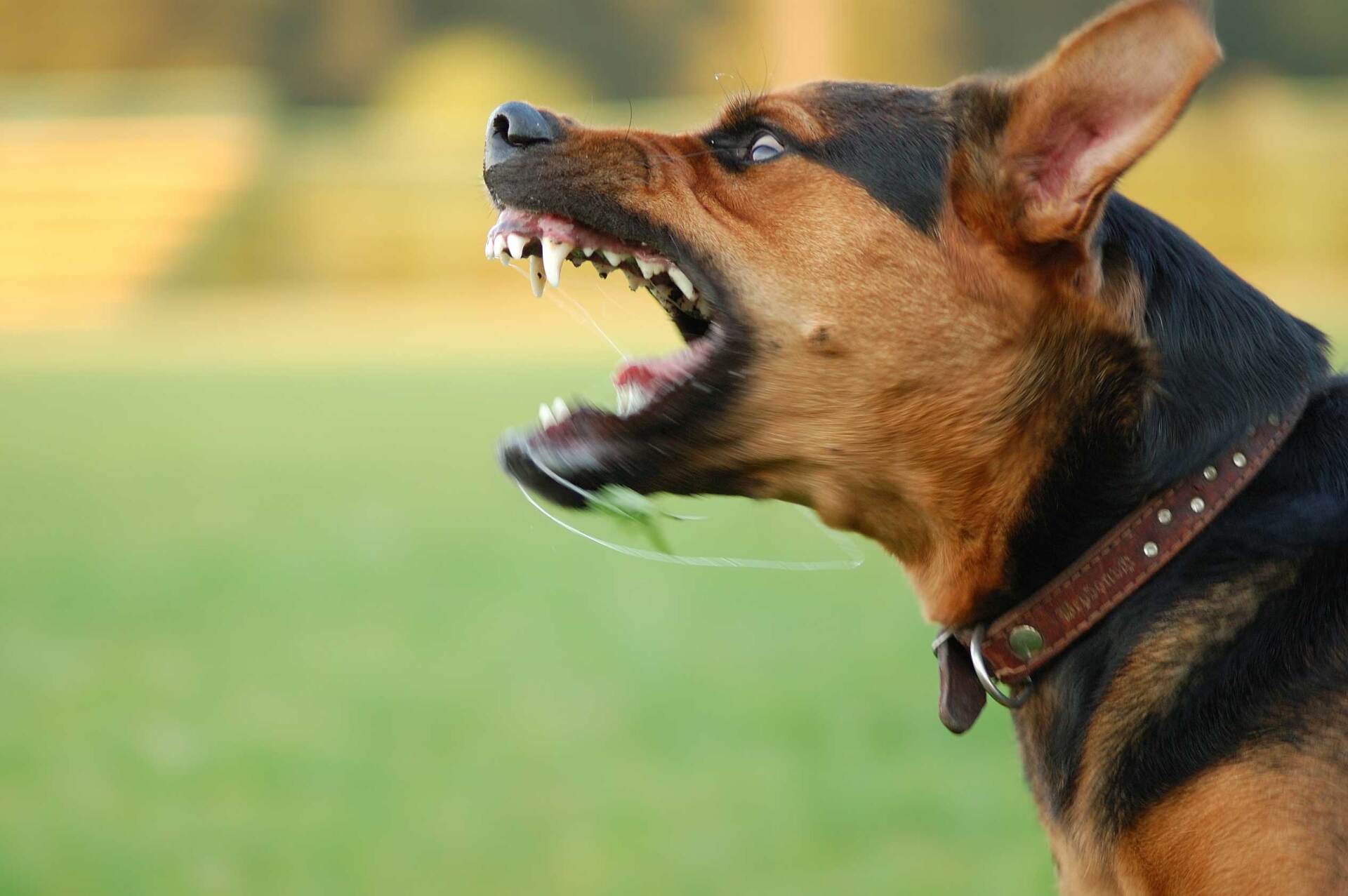Angry dog — Wilmington, DE — Daniel D. Martin & Associates, LLC