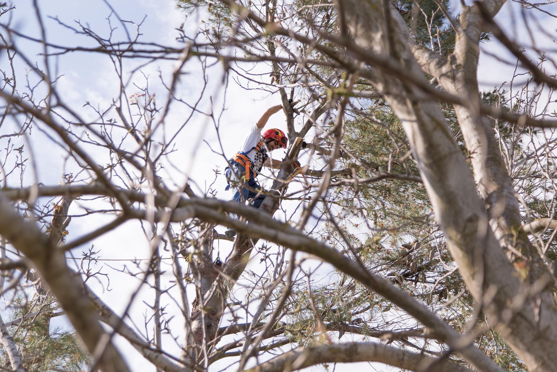 Arborist in a tree, wearing a helmet and harness, cutting branches with a chainsaw.