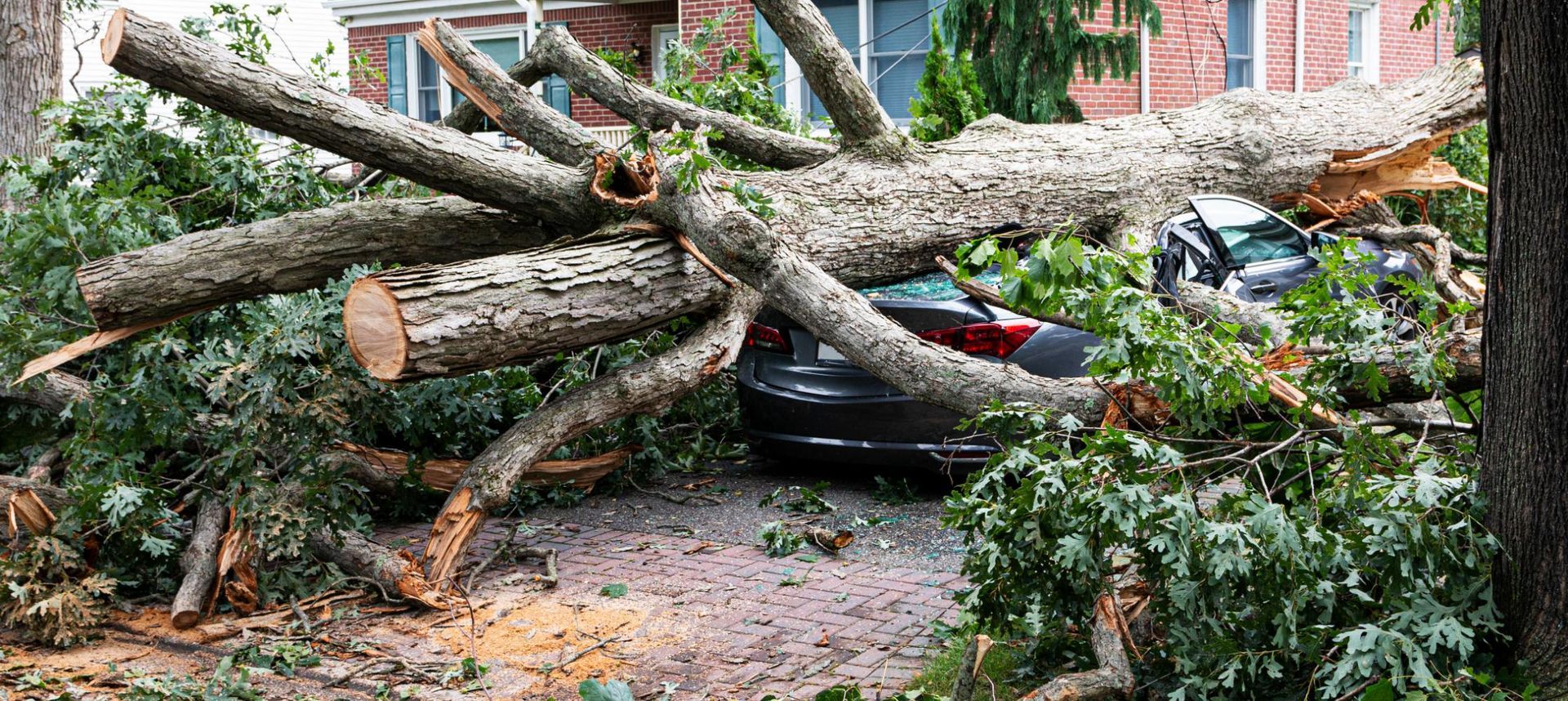 Fallen tree on top of a dark-colored car. Debris and green foliage surround the scene, near a house.