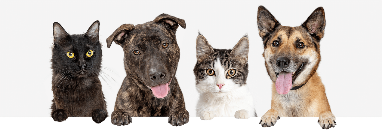 Three dogs and a cat are sitting next to each other on a white background.