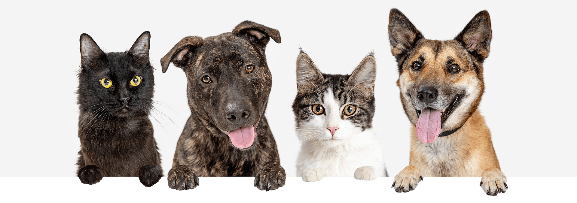 Three dogs and a cat are sitting next to each other on a white background.