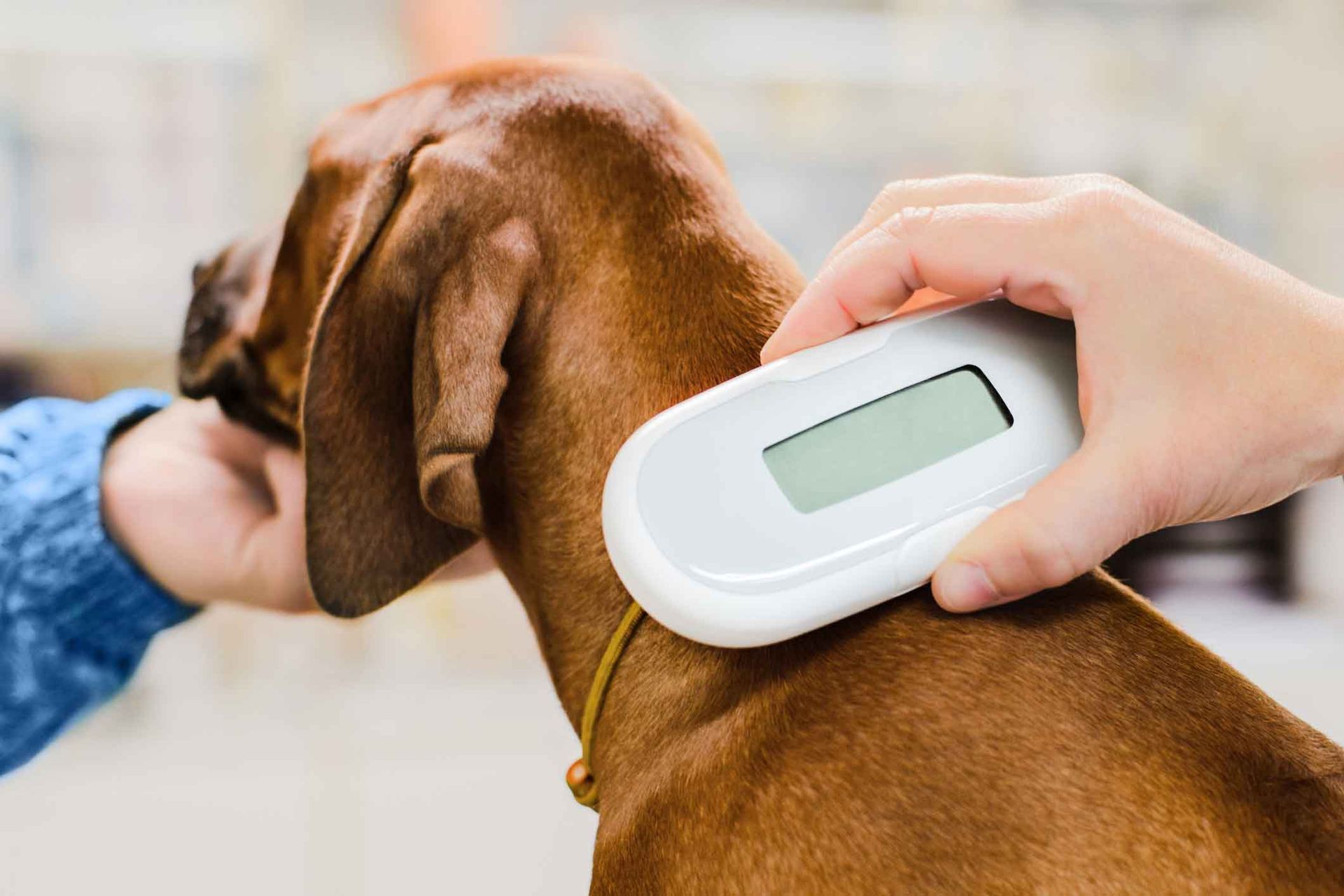 A person is scanning a dog 's fur with a device.