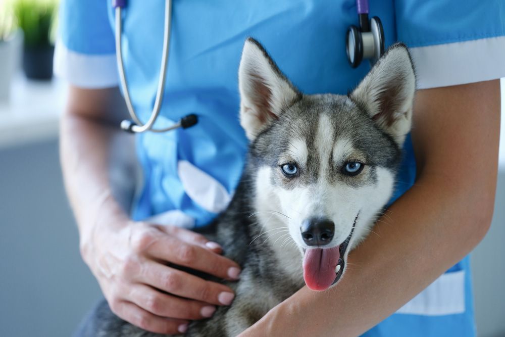 A veterinarian is holding a husky dog in her arms.