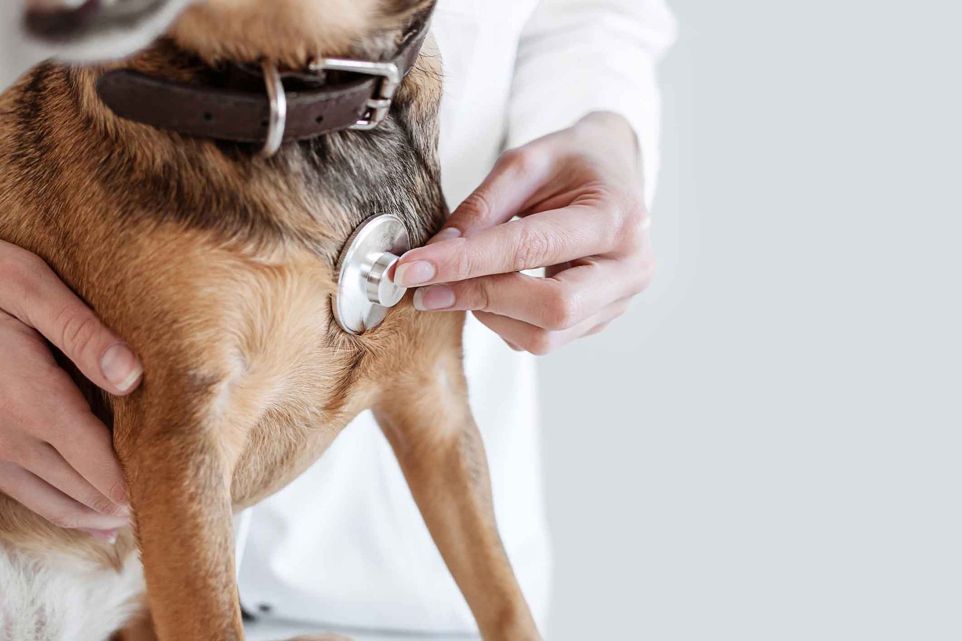 A veterinarian is listening to a dog 's heartbeat with a stethoscope.