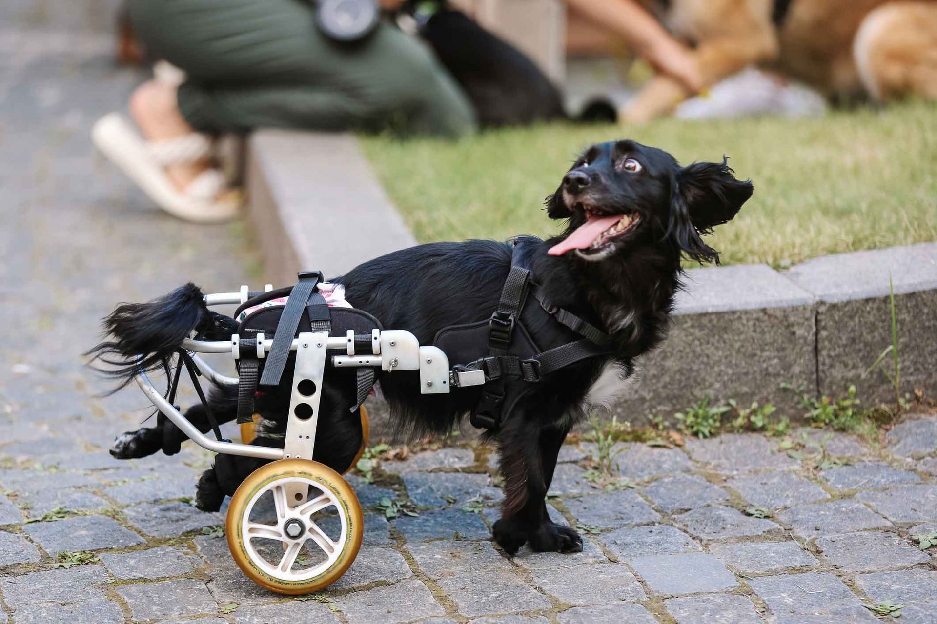 A black dog in a wheelchair is standing on a sidewalk.