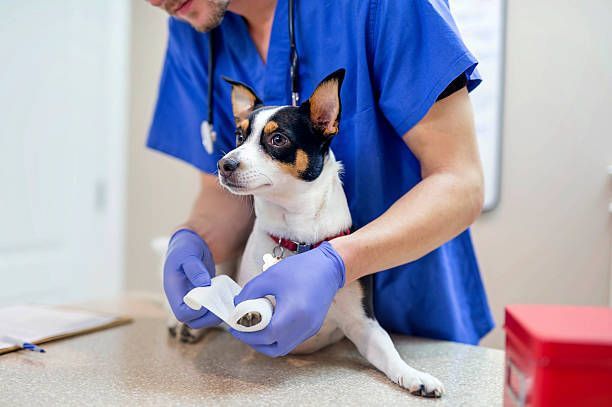 A veterinarian is cleaning a dog 's paw with a wipe.