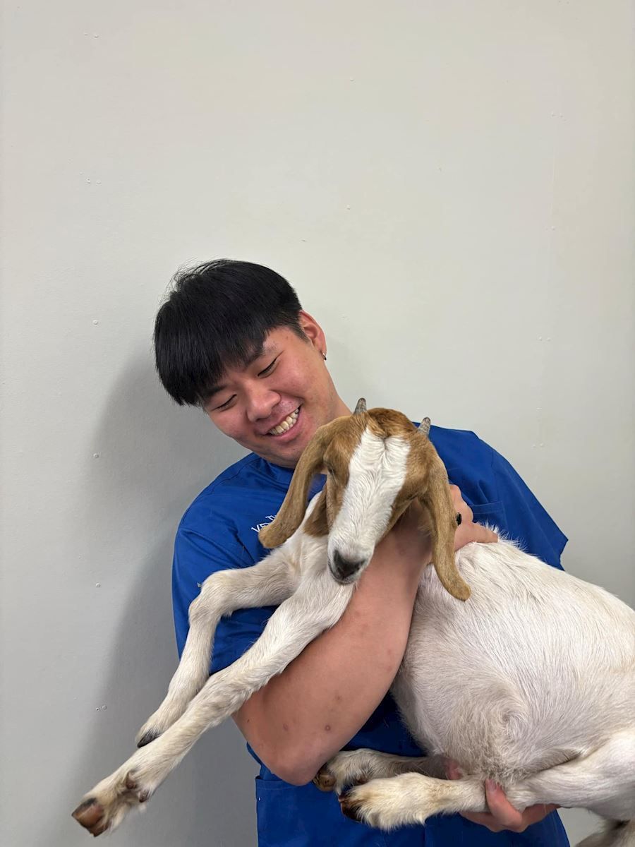 A man in a blue shirt is holding a brown and white goat.