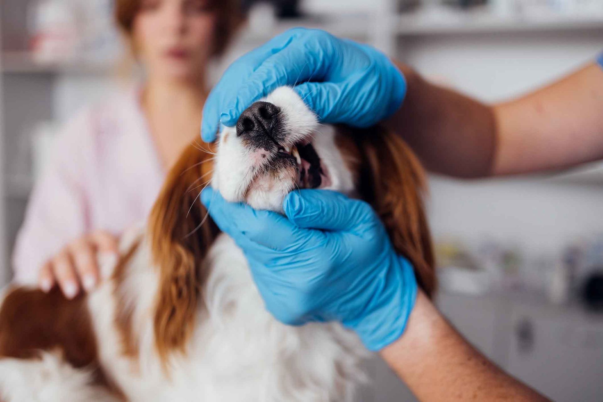 A veterinarian is examining a dog 's teeth in a veterinary clinic.