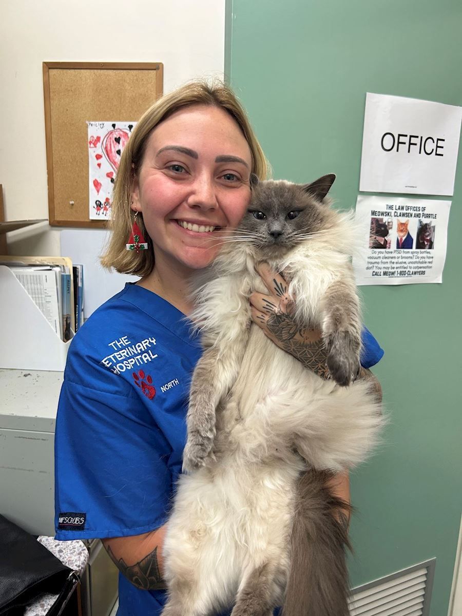 A woman in a blue scrub is holding a cat in her arms.